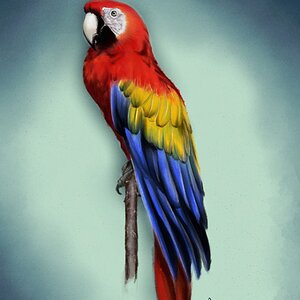 parrot.jpg