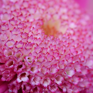 צילום מאקרו על פרח קטן