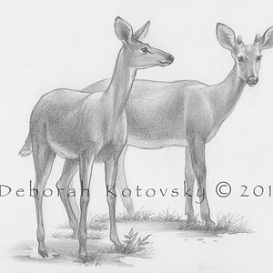 איור למשניות