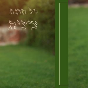 19 copy 2מוקטן.jpg