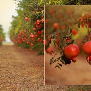 Untitled-9 copy 2מוקטן.jpg