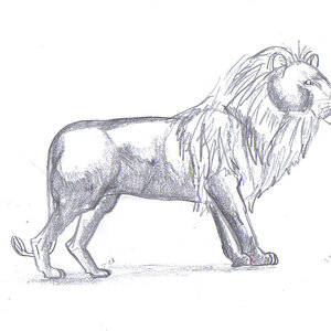 רישום בעפרון של אריה