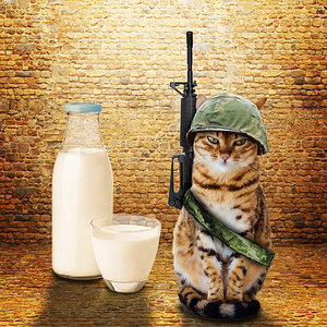 חתול שומר על החלב